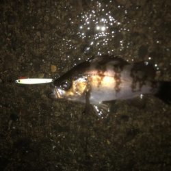 小雨の中でアジング